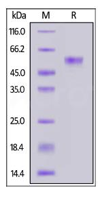 SDS-PAGE (F7-3908H).jpg